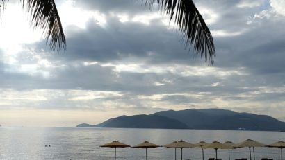 nha trang beach palm